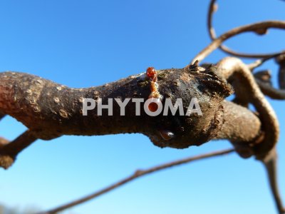 Meloidogyne hapla
